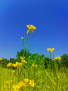 油菜花