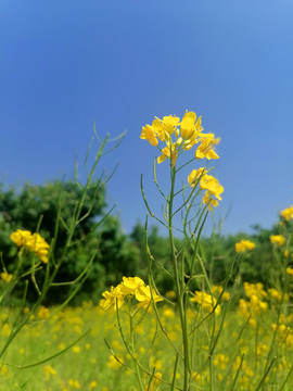 油菜花