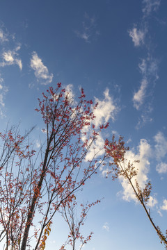 蓝天白云盛开冬樱花