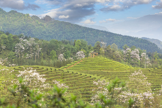 蜿蜒茶山紫色泡桐花