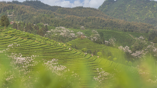 采茶蜿蜒茶山泡桐花茶山风光