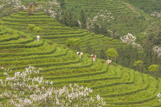 采茶蜿蜒茶山泡桐花茶山风光