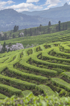 宜宾珙县鹿鸣茶场茶山风光