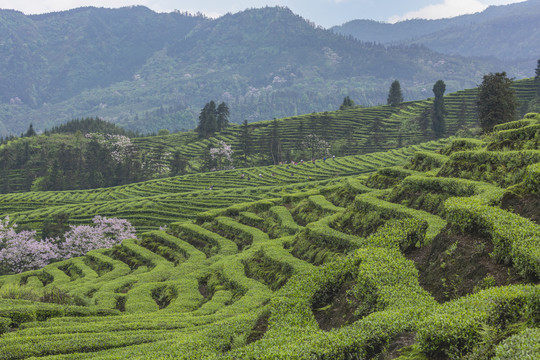 采茶蜿蜒茶山自然风光