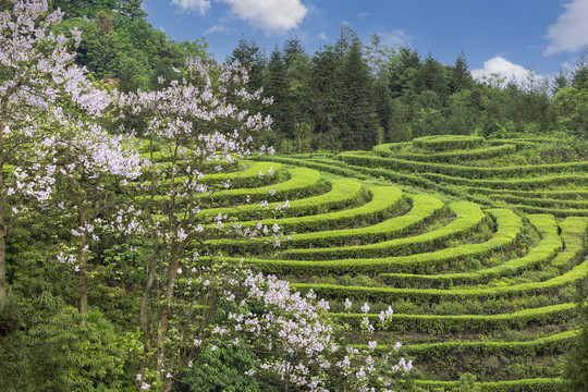 蜿蜒茶山紫色泡桐花茶山风光