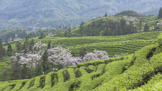 蜿蜒茶山紫色泡桐花茶山风光