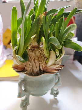 水仙花