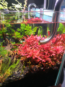 水草缸