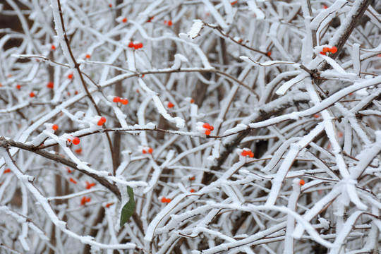 红色忍冬果实和枯枝积雪