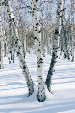 冬季白桦林光影