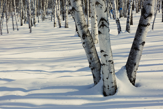 光影雪原白桦树林