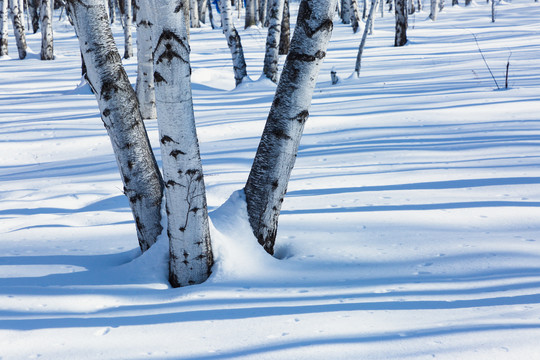 雪原光影白桦林