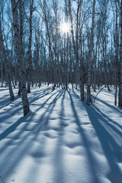 冬季逆光雪原白桦林