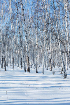 雪地光影蓝天白桦林