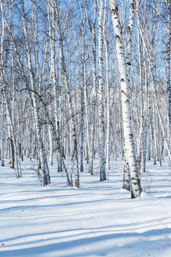 冬季雪原白桦林