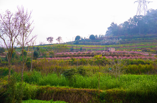 高山田野