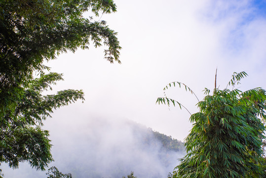 高山竹子