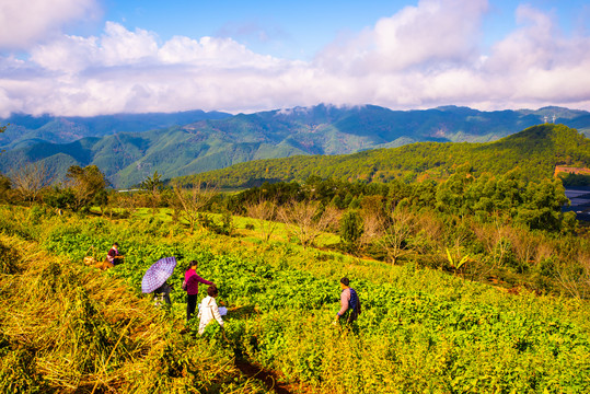 高山田野