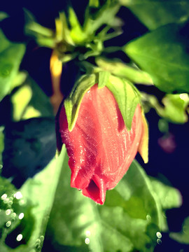 花苞
