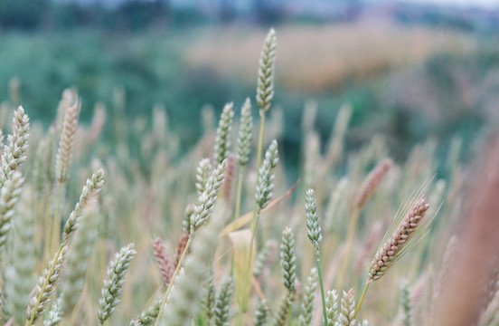 植物摄影图片小麦麦穗