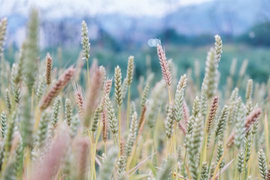 植物摄影图片小麦麦穗