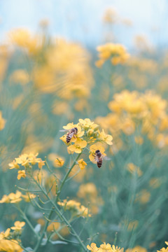 植物摄影图片油菜花和蜜蜂