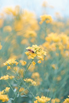 植物摄影图片油菜花和蜜蜂