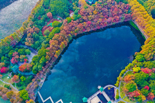 东湖樱花