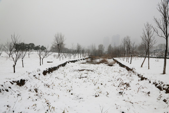 公园雪景