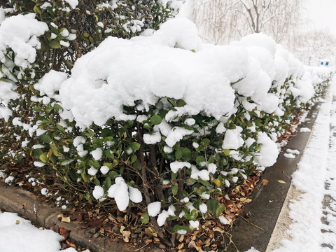 公园里的雪景