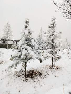 挂满白雪的松树