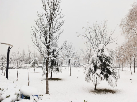 公园的雪景