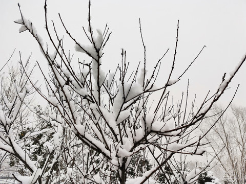 大雪挂满的枝丫