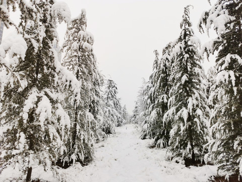 雪地上的松树林