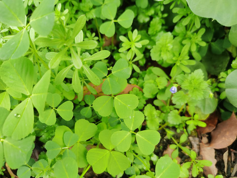 绿色植物三叶草