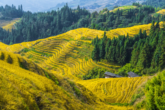 龙胜梯田风光