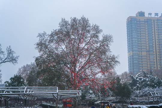 王城公园祈福树