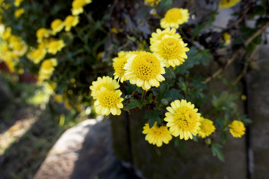 菊花