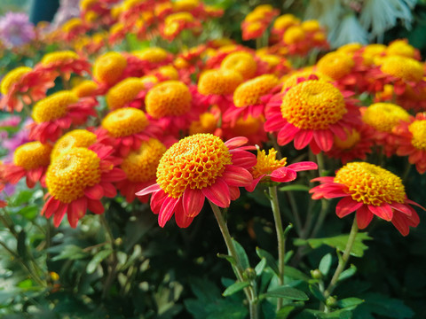 菊花