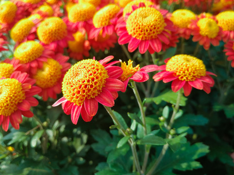 菊花