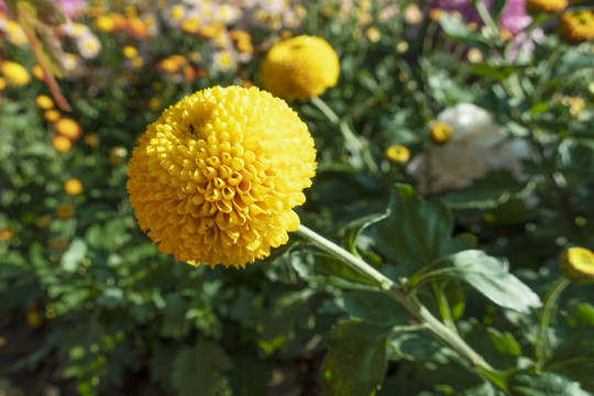 菊花