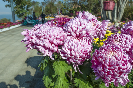 菊花