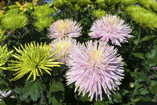菊花