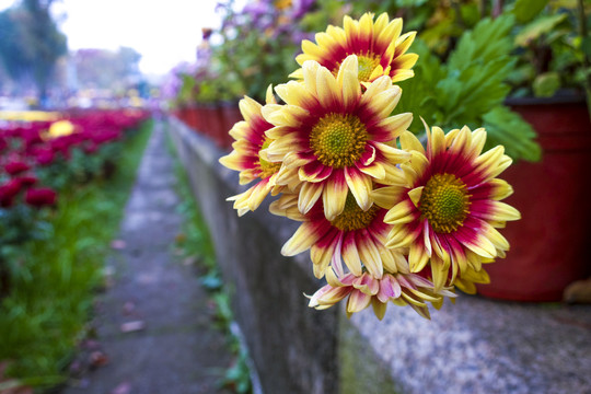 菊花