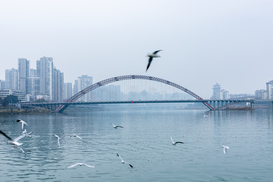 绵阳富乐大桥和海鸥
