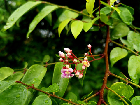 杨桃树花