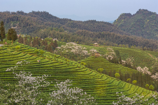 宜宾珙县鹿鸣茶场茶山风光