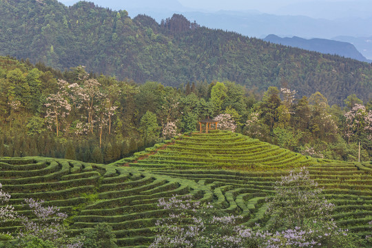 宜宾珙县鹿鸣茶场茶山风光