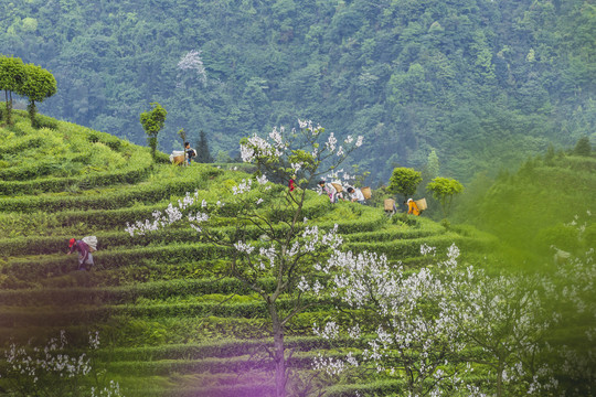 采茶蜿蜒茶山风光