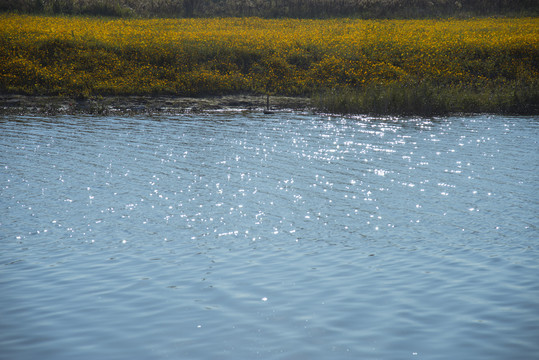 河流花海